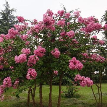 紫薇花是一种被广泛种植的观花树种,为安阳市,徐州市,晋城市,襄阳市和