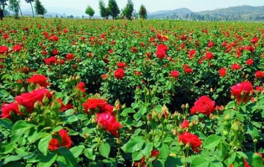 玫瑰花的种植技术,玫瑰花的养殖方法和注意事项